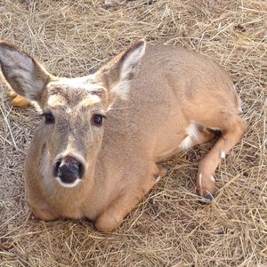 Meet your Posher, Teri